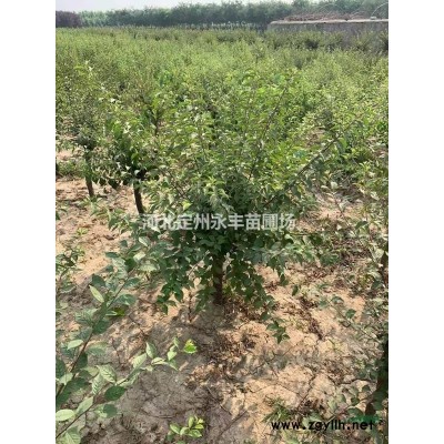 红瑞木 红瑞木供应 红瑞木报价  红瑞木价格  大颗红润木