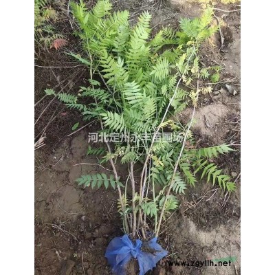 红瑞木，河北红瑞木种植基地
