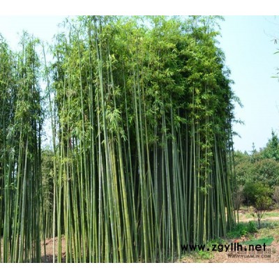 沭阳恒景园林常年提供红瑞木