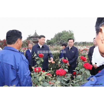 连翘树苗价格 金边连翘一株多少钱