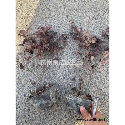 木香、夹竹桃、红瑞木、绣线菊