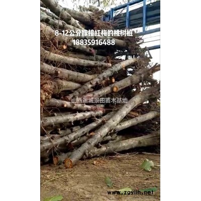 哪里有连翘苗？连翘苗哪些地区种植的多？山西连翘基地详情