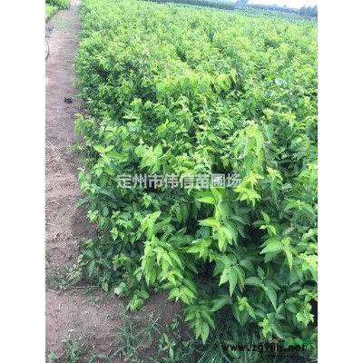 红瑞木简介，河北红瑞木价格，河北优质红瑞木种植基地