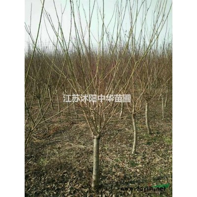 塔柏,地柏,连翘,蜀桧.红瑞木