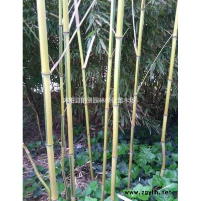 丛生丁香价格，丛生丁香种植基地，丛生丁香批发就到创景苗木场