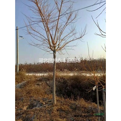 东北连翘，华北连翘各种连翘品种*，价格合理，质量好价格低