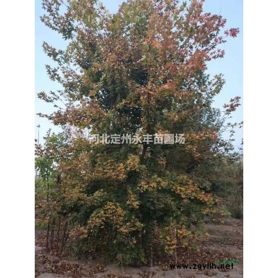 东北连翘价格，东北连翘厂家，东北连翘种植基地，东北连翘基地