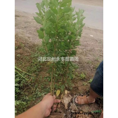 河北金钟连翘，金钟连翘厂家