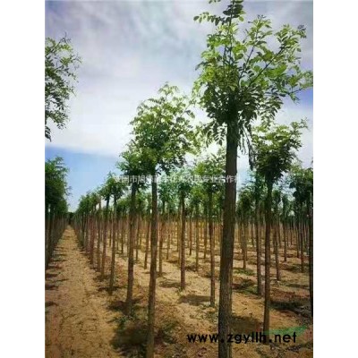 河北供应杜仲、丝棉木、丁香、皂角、黄栌