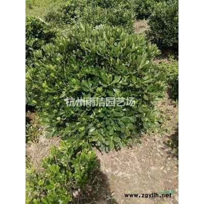 供应10-30分枝连翘球