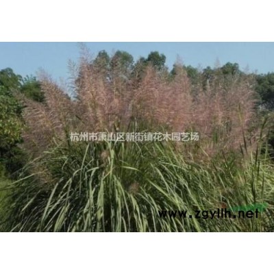 供应连翘球、榆叶梅球、黄刺玫球、月季球、洒金柏球