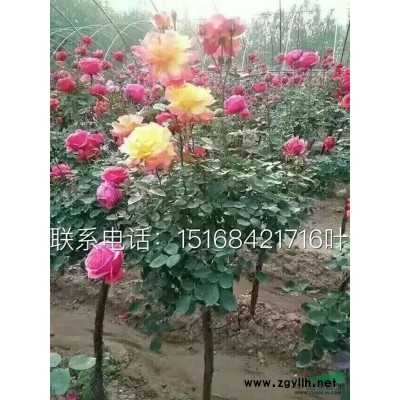 大量供应连翘，黄金条 银春 细叶小檗 红帽子月季 金边麦冬等