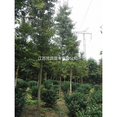 2019年江苏茶梅球 江苏茶梅球基地 茶梅球价格新报价