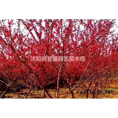 连翘苗常用的是什么规格？