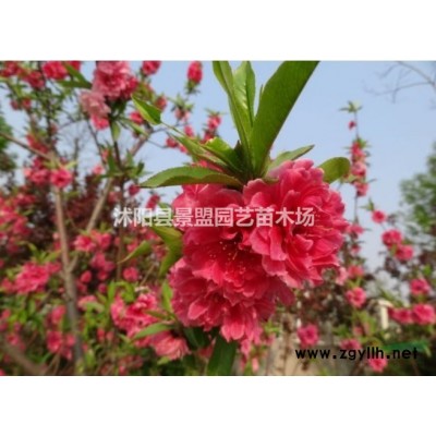 3年连翘苗价格多少钱装车？2年生连翘苗哪里有货？