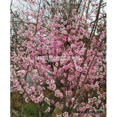 1年连翘苗什么价格？1年连翘苗多少钱一棵？