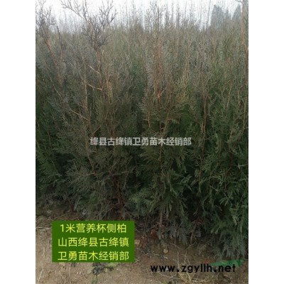 出售营养杯连翘苗=1-2年营养杯连翘苗产地=1米营养杯连翘苗价格
