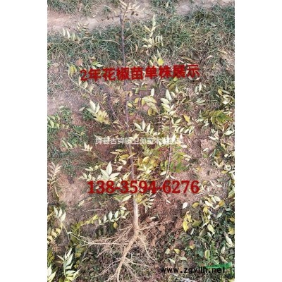 1年连翘苗价格！！出售0.3-0.5-0.8公分大果连翘苗
