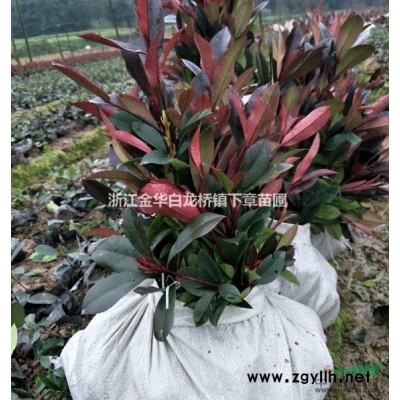 浙江金华桂花杯苗四季桂价格月月桂产地桂花批发桂花容器苗桂花苗