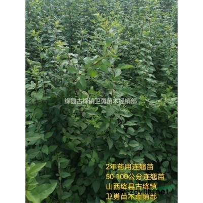 药用连翘苗批发//1年连翘苗+2年连翘苗+3年连翘苗货源充足