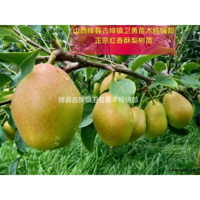 山西大果连翘苗产地批发//产量高+结果早+价格低