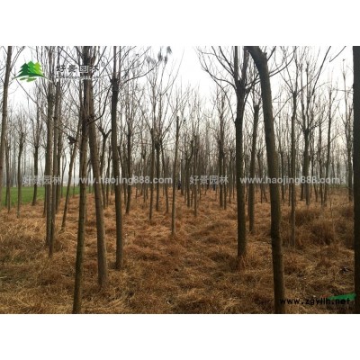 红瑞木价格_红瑞木图片_红瑞木产地_红瑞木绿化苗木苗圃基地