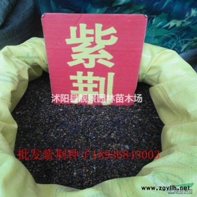 江苏红瑞木70公分价格 红瑞木种植绿篱 红瑞木苗供应商