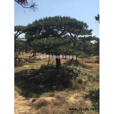 大量供应优质红瑞木小苗、红瑞木色块苗、红瑞木工程苗