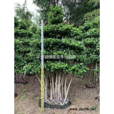 2021年福建金叶假连翘新报价