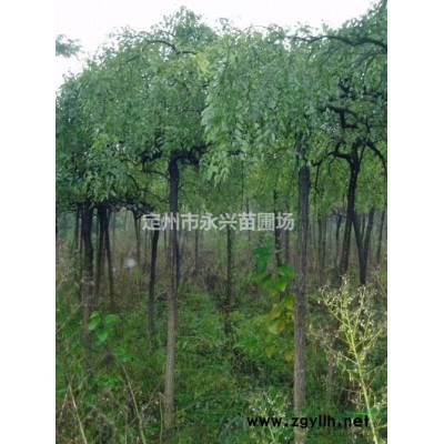 红瑞木价格，红瑞木种植基地，红瑞木厂家，红瑞木苗