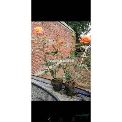 红瑞木价格，红瑞木种植基地，红瑞木厂家，红润木小苗