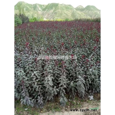 沭阳连翘产地 连翘毛球一株多少钱