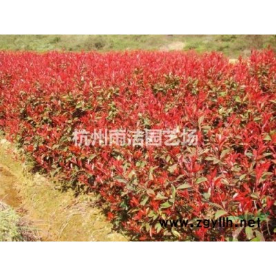 大（小）叶黄杨、红瑞木、石楠、女贞、连翘、棣棠