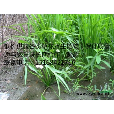 供应榆叶梅、胶东卫矛、扶芳藤、小叶女贞、地柏、红瑞木