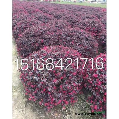浙江地区供应供应红王子锦带、红瑞木、青珊瑚、紫荆