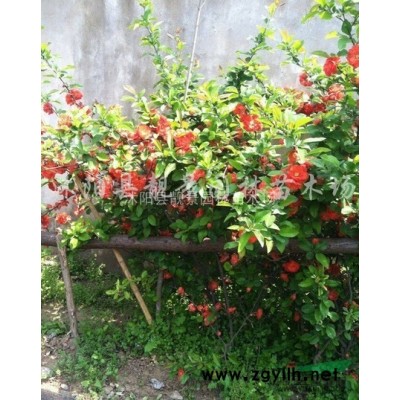 金边连翘新价格 金边假连翘80公分长 黄叶连翘供应