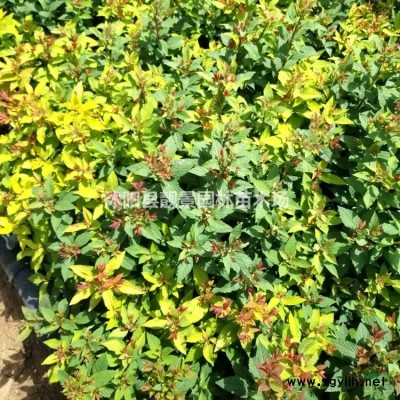 优质连翘50-120公分 连翘苗种植批发 连翘苗基地