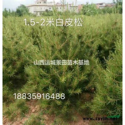 供应连翘苗连翘树价格·药材连翘苗·连翘产地介绍种植基地详情