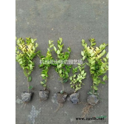 花叶络石亮绿忍冬六道木金丝桃八仙花连翘火棘水果兰小叶栀子草皮