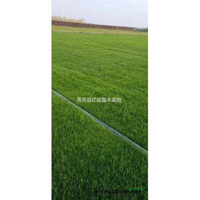 陕西周至红瑞木苗圃基地 西安红柳/红瑞木苗木周至种植量大