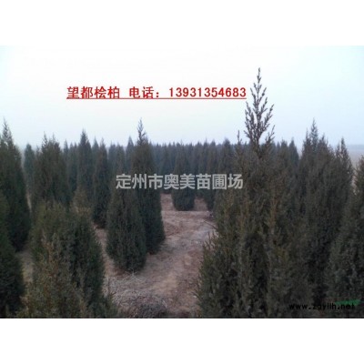 红瑞木、精品红瑞木、造型红瑞木等