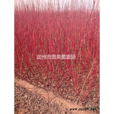 红瑞木 丛生红瑞木 红瑞木小苗 红瑞木条子 3-5分支红瑞木