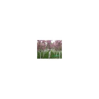 供应，.樱花.紫薇.紫荆.榆叶梅.红瑞木.迎春.连翘.青竹.