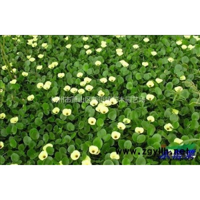 供应铁杆海棠、矮海棠、连翘小苗