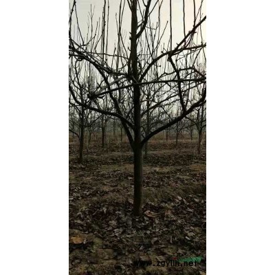 山西连翘价格，连翘苗前景