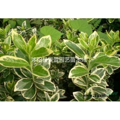 连翘球价格哪里实惠？