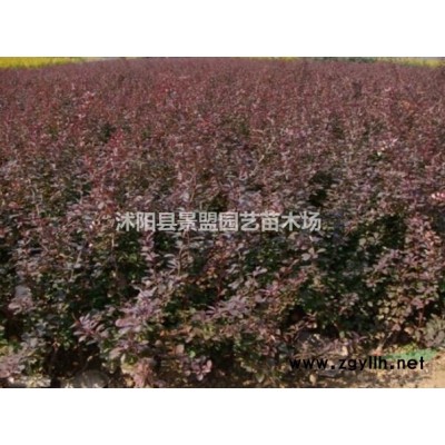 一亩地栽多少棵连翘苗？