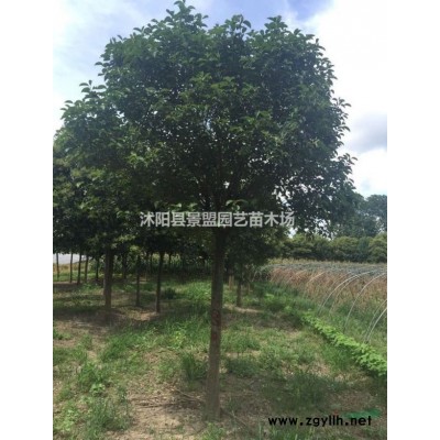 连翘小苗批发商哪家靠谱？