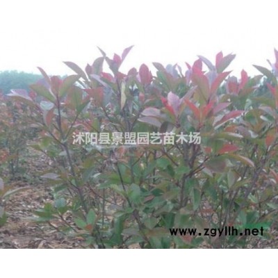 连翘树苗今年什么价格？