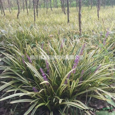 江苏花石榴 江苏果石榴 石榴树价格 石榴供应批发